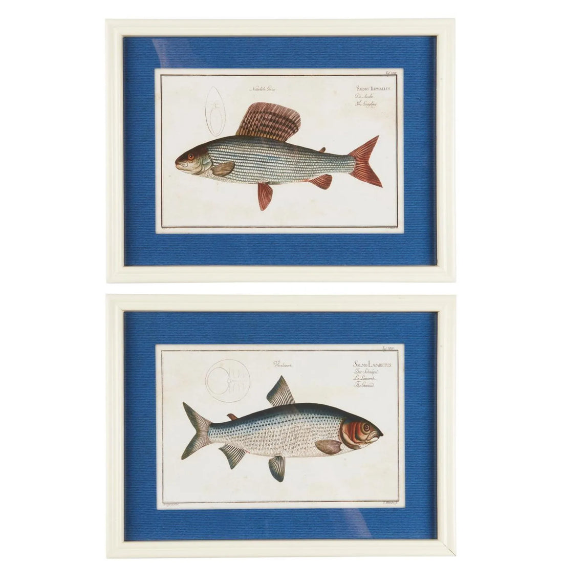 Ib Laursen Fisch Bild im Holzrahmen 40 x 30 cm – maritime Wanddeko 2 Designs