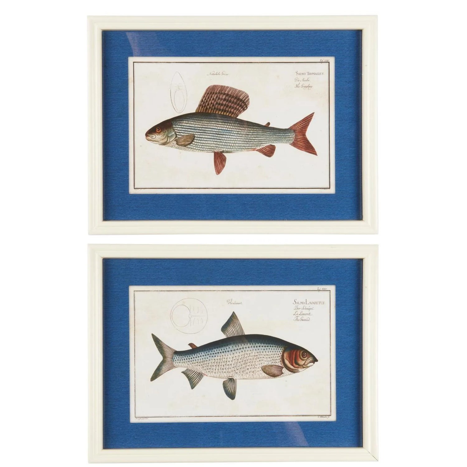 Ib Laursen Fisch Bild im Holzrahmen 40 x 30 cm – maritime Wanddeko 2 Designs