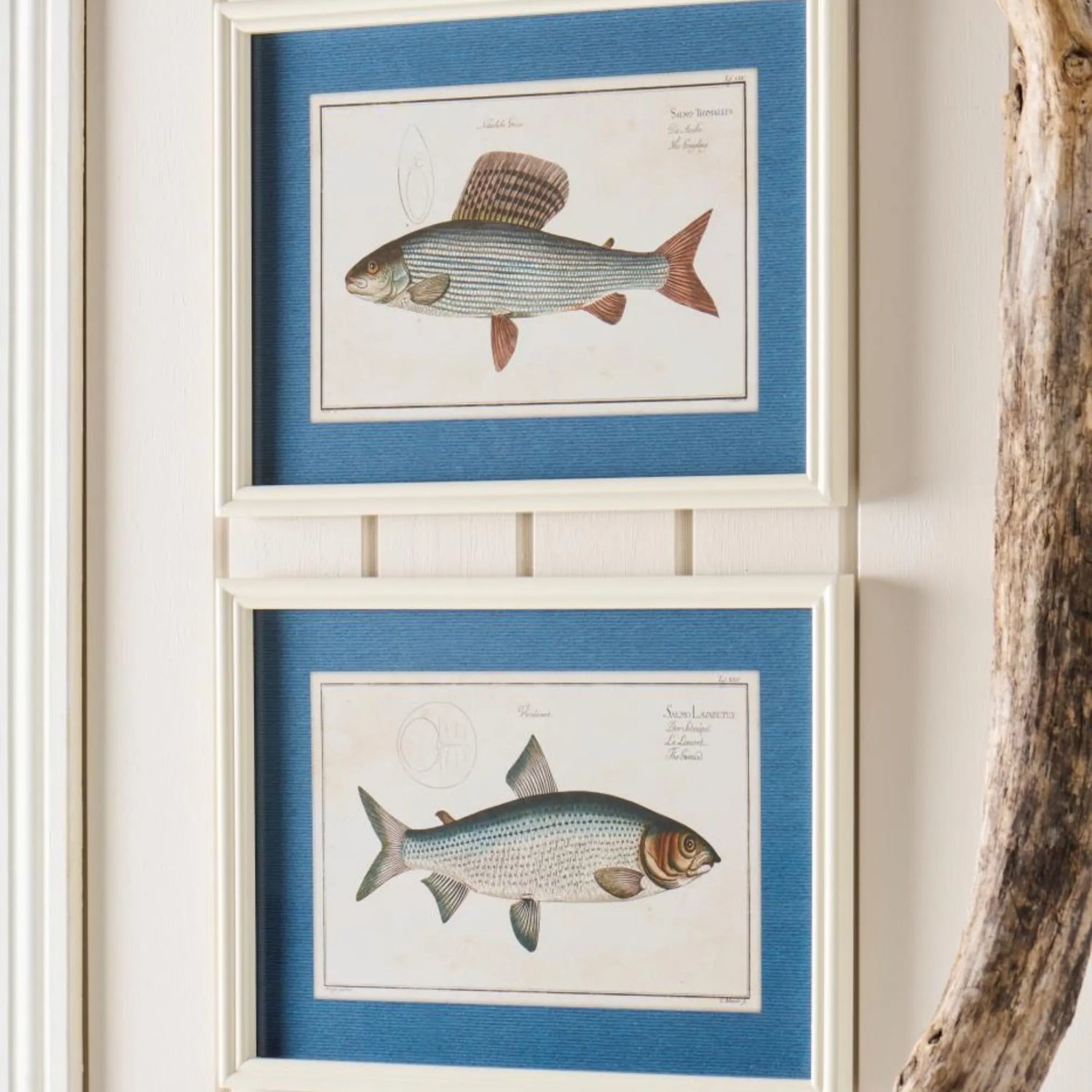 ib laursen bild fisch anna und ole shop