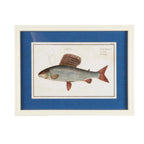 Ib Laursen Fisch Bild im Holzrahmen 40 x 30 cm – maritime Wanddeko 2 Designs