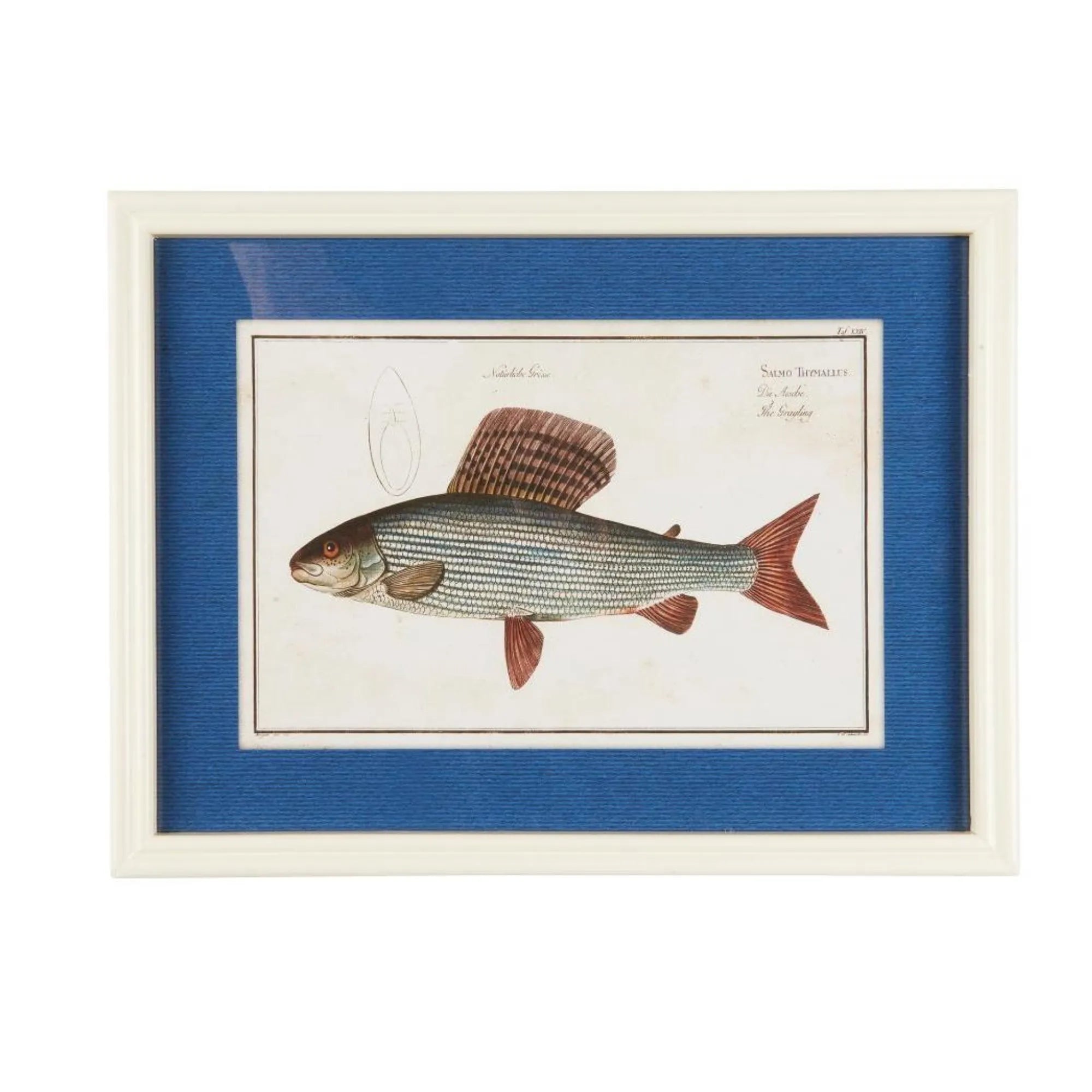 Ib Laursen Fisch Bild im Holzrahmen 40 x 30 cm – maritime Wanddeko 2 Designs