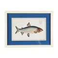 Ib Laursen Fisch Bild im Holzrahmen 40 x 30 cm – maritime Wanddeko 2 Designs