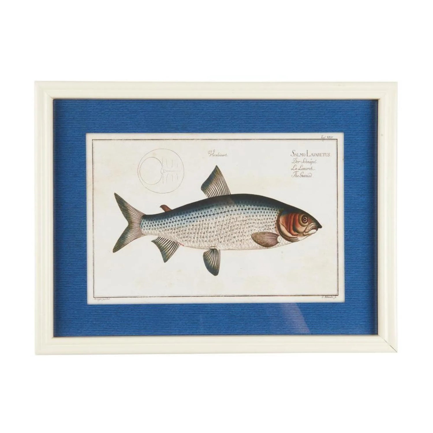 Ib Laursen Fisch Bild im Holzrahmen 40 x 30 cm – maritime Wanddeko 2 Designs